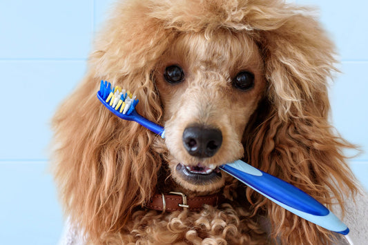 Essential Tips for Maintaining Your Dog's Dental Health