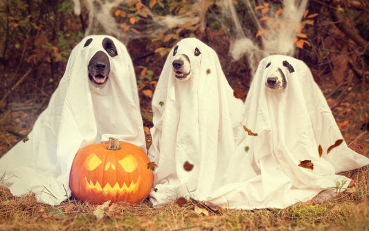 How to Spend Halloween with Your Pet: Fun & Safe Tips for Pet Owners