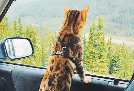 How to Make a Long Trip with Cats: Stress-Free Travel Tips