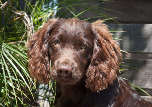 How to Take Care of Your Medium-Sized Dog: Essential Tips for a Happy and Healthy Pup