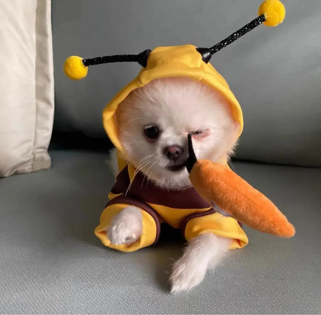 Halloween Bee Costume – Hoodie for Small Dogs & Cats